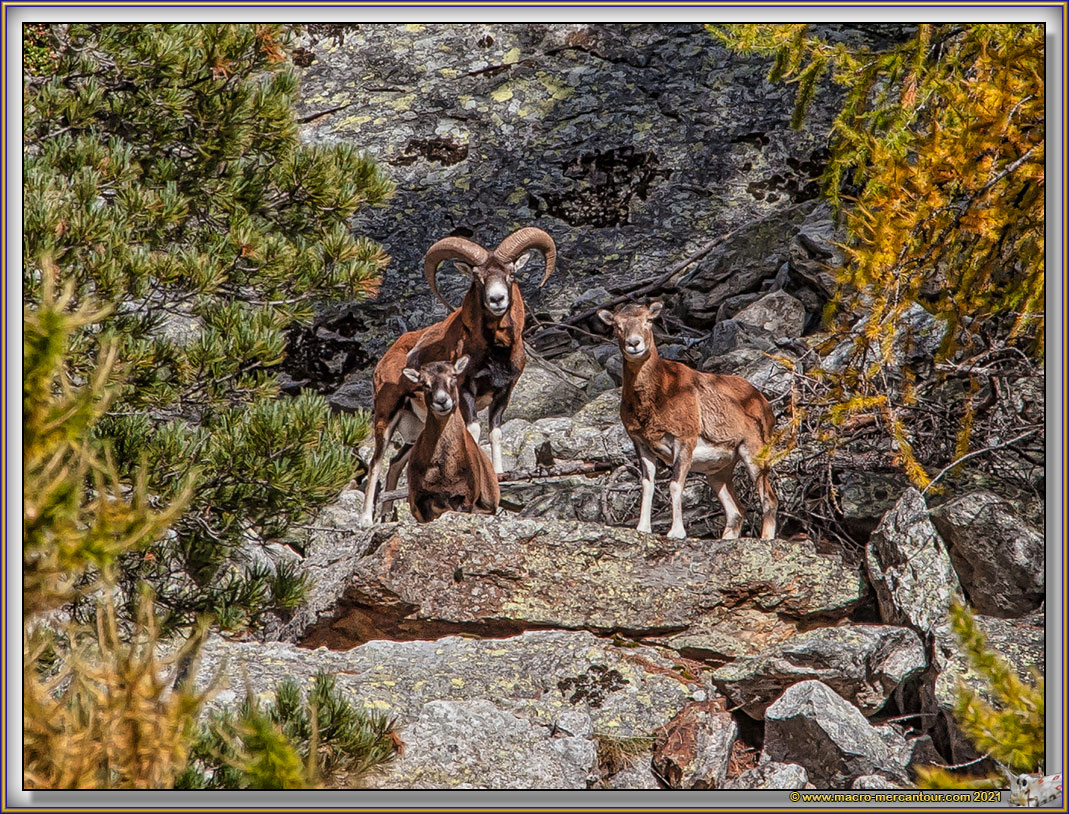 MOUFLONS